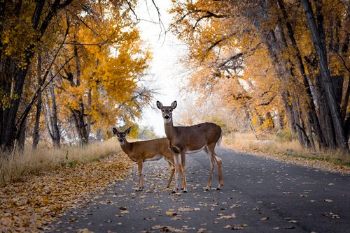 Deer,Crossing,The,Road,In,Autumn/fall,Color